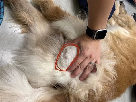 inguinal lymph nodes dog